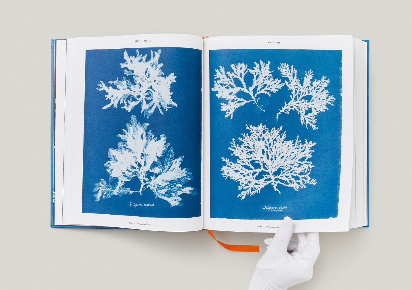 Anna Atkins. Cyanotypes