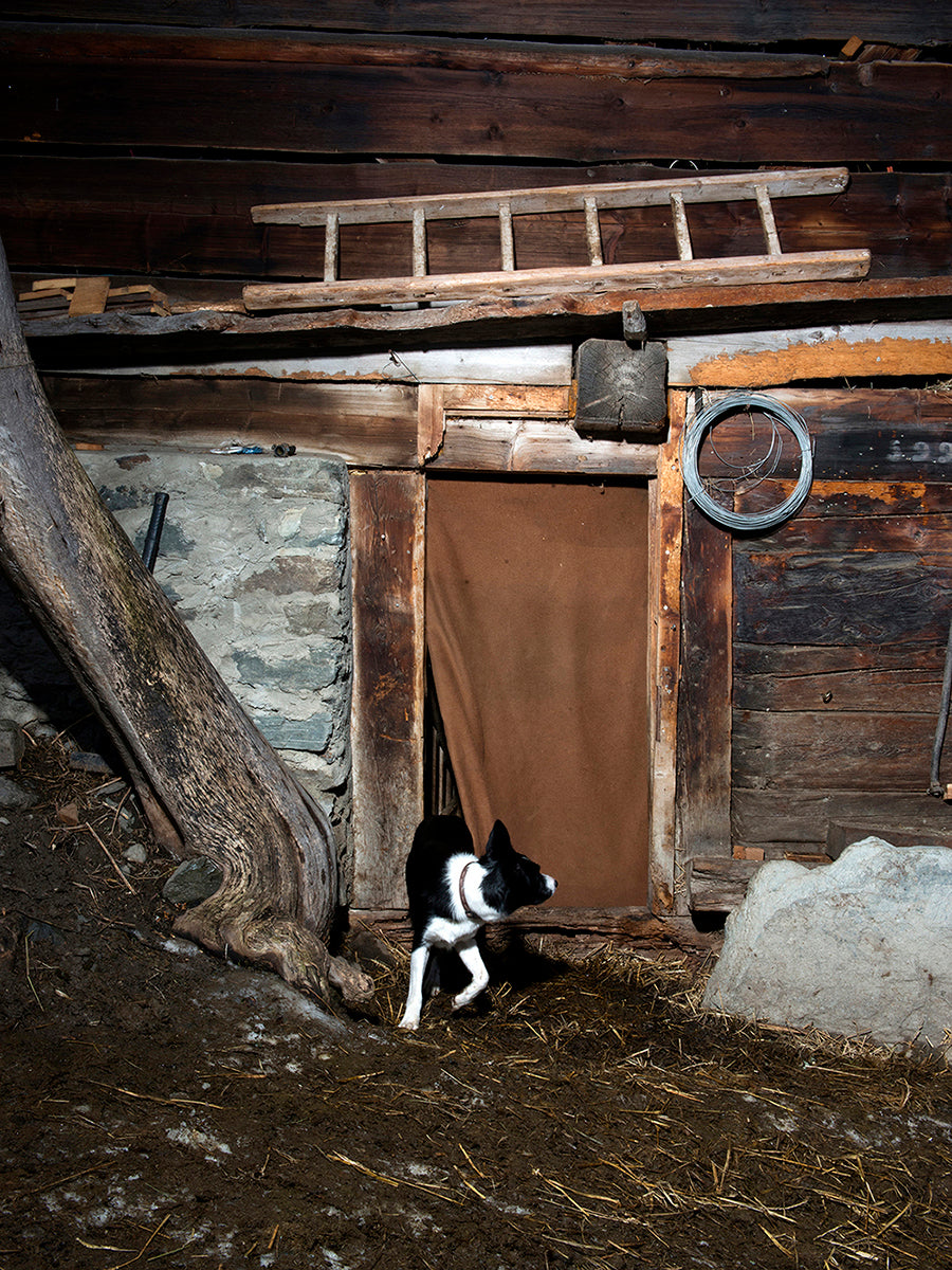 Anne Golaz. The Dog