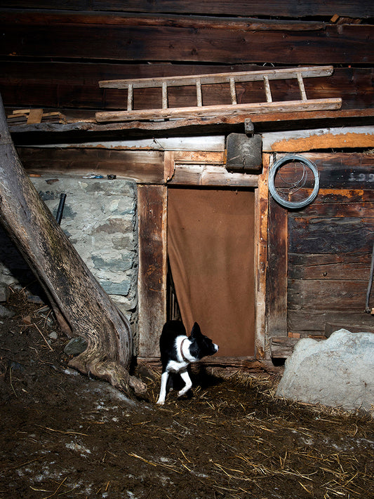 Anne Golaz. The Dog