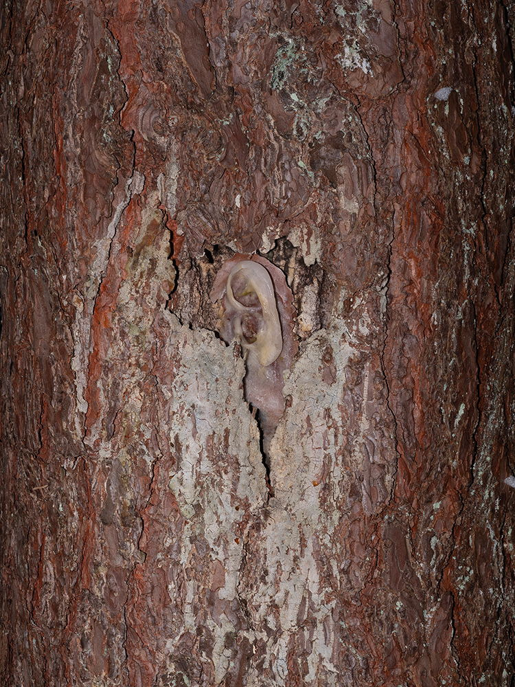 Iveta Gabaliņa. Postcard, from Forest Evenings