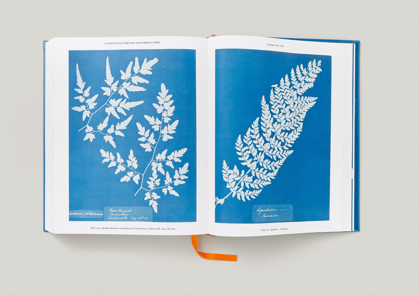 Anna Atkins. Cyanotypes