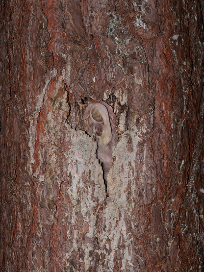 Iveta Gabaliņa. Postcard, from Forest Evenings
