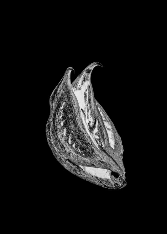 Poster: Paulina Mirowska, seed #4, from Common Vulgaris, 2022