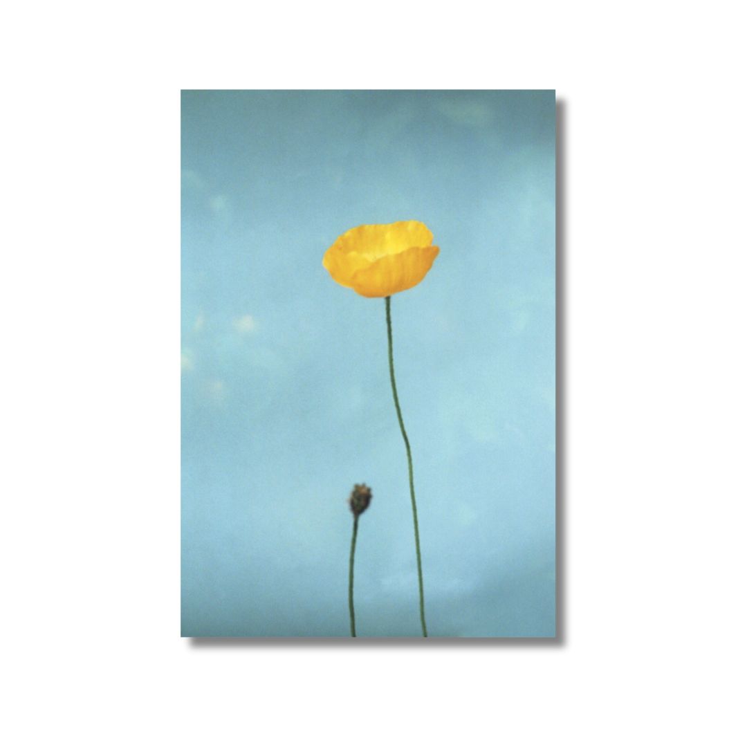 Hilla Kurki. Postcard, from series Almost All the Flowers from My Mother's Garden, 2022