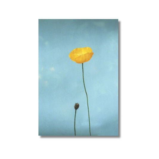 Hilla Kurki. Postcard, from series Almost All the Flowers from My Mother's Garden, 2022