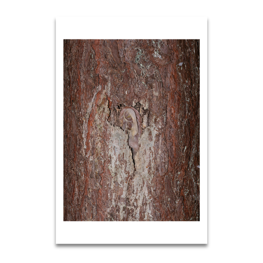 Iveta Gabaliņa. Postcard, from Forest Evenings